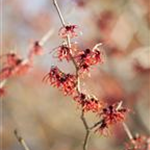 Hamamelis x intermedia 'Feuerzauber'