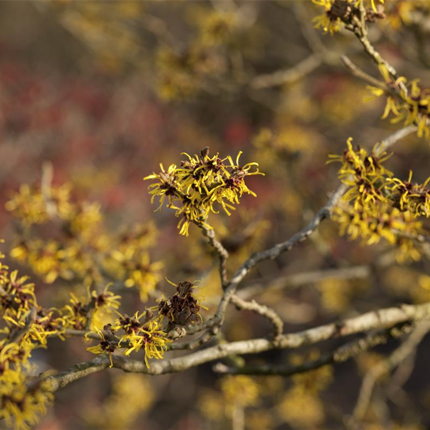 Hamamelis x intermedia 'Westerstede'