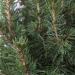 Picea glauca 'Conica'