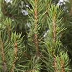 Picea glauca 'Conica'