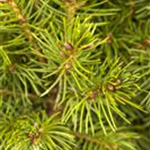 Picea glauca 'Conica'