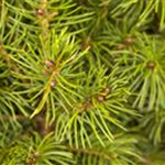 Picea glauca 'Conica'