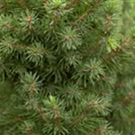 Picea glauca 'Conica'