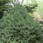 Picea glauca 'Conica'