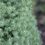 Picea glauca 'Conica'