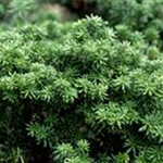 Abies koreana 'Cis'