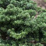 Abies koreana 'Cis'