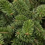 Abies balsamea 'Nana'