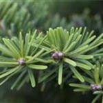 Abies balsamea 'Nana'