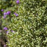 Buxus sempervirens 'Elegantissima'