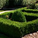 Buxus sempervirens var. arborescens