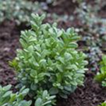 Buxus sempervirens var. arborescens