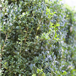 Buxus sempervirens var. arborescens