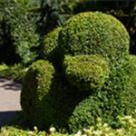 Buxus sempervirens var. arborescens