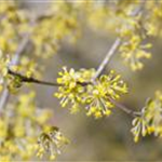 Cornus mas