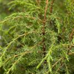 Juniperus communis 'Hibernica'