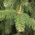 Picea abies