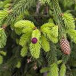 Picea abies