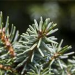 Picea omorika