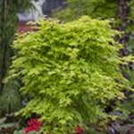 Acer palmatum