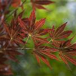 Acer palmatum