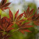 Acer palmatum