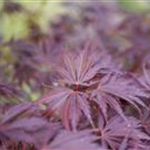 Acer palmatum