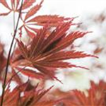 Acer palmatum