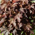 Acer platanoides 'Crimson Sentry'