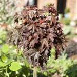 Acer platanoides 'Crimson Sentry'