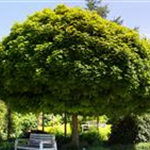 Acer platanoides 'Globosum'