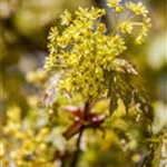 Acer platanoides 'Globosum'