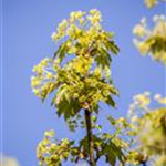 Acer platanoides 'Globosum'