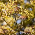 Acer platanoides 'Globosum'