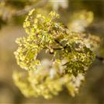 Acer platanoides 'Globosum'