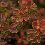 Berberis thunbergii 'Admiration'®