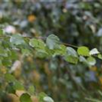 Betula pendula 'Youngii'