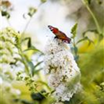 Buddleja davidii