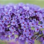 Buddleja davidii