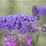 Buddleja davidii