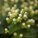 Hypericum inodorum 'Magical White'®