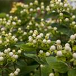 Hypericum inodorum 'Magical White'®