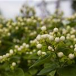 Hypericum inodorum 'Magical White'®