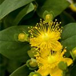 Hypericum 'Magical'