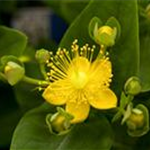 Hypericum 'Magical'