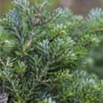 Abies koreana 'Silberperl'