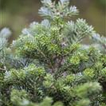 Abies koreana 'Silberperl'