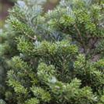 Abies koreana 'Silberperl'