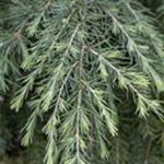 Cedrus deodara