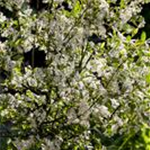 Aronia melanocarpa 'Hugin'